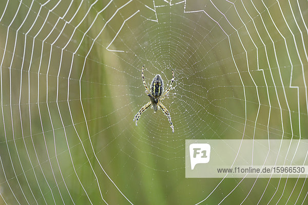 Nahaufnahme einer Spinne im Spinnenetz mit Tautropfen