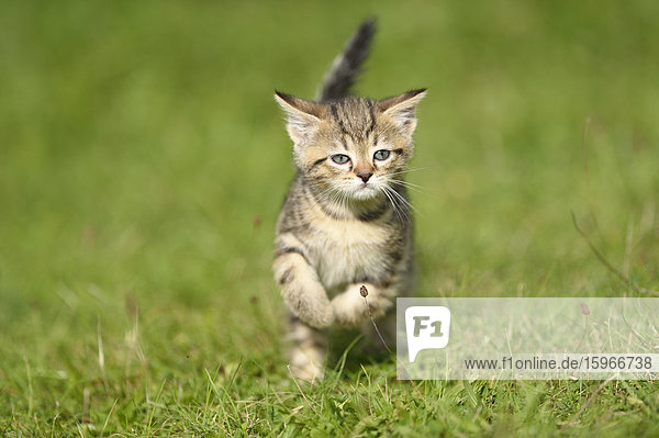 Domestic cat kitten running on a meadow