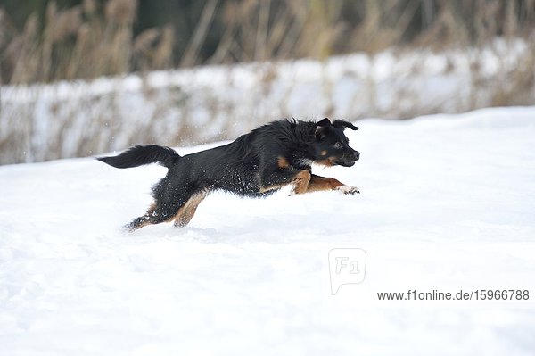 Mischlingshund rennt im Schnee