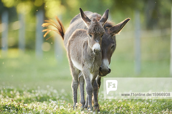 Donkeys on a meadow  Upper Palatinate  Bavaria  Germany  Europe