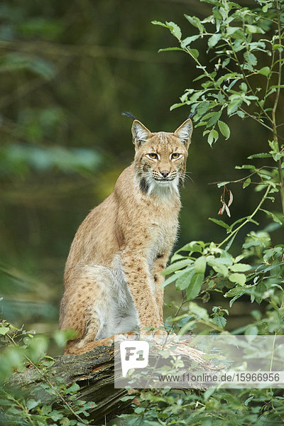 Karpatenluchs  Lynx lynx carpathicus  Nationalpark Bayerischer Wald  Bayern  Deutschland  Europa