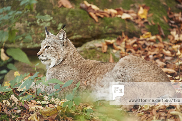 Luchs  Lynx lynx  Deutschland  Europa