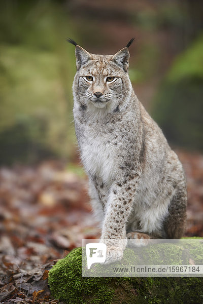 Luchs  Lynx Lynx  Deutschland  Europa