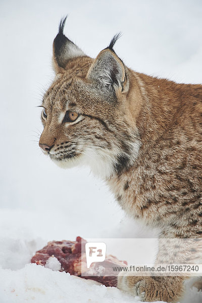 Luchs  Lynx lynx  Nationalpark Bayerischer Wald  Bayern  Deutschland  Europa