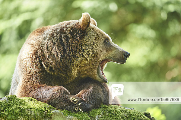 Braunbär  Ursus arctos  Nationalpark Bayerischer Wald  Bayern  Deutschland  Europa
