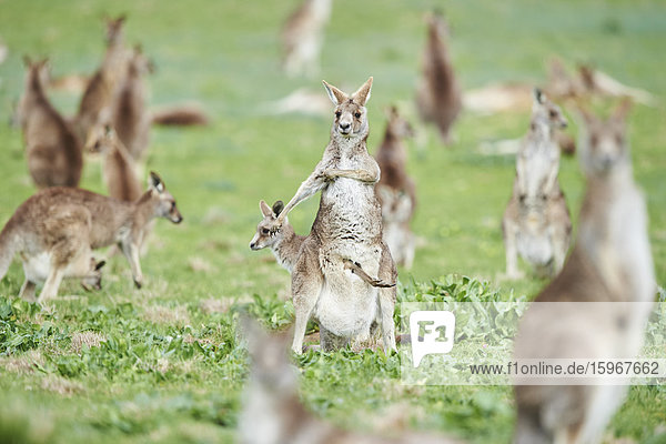 Eastern grey kangaroos  Macropus giganteus  Victoria  Australia