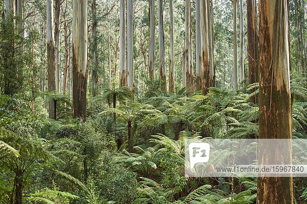 Regenwald  Dandenongs  Victoria  Australien