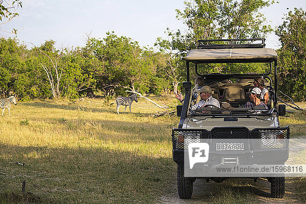 Eine Familie und ein Führer in einem Safari-Jeep in einem Wildreservat  der ein paar Burchell's Zebras beobachtet.