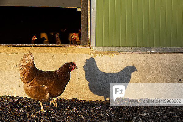 Freilandhühner in der Nähe eines Hühnerstalls  am frühen Morgen  die Schatten an eine Wand werfen.