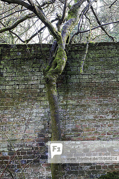 Nahaufnahme eines Baumes  der vor einer alten  mit Moos bewachsenen Ziegelmauer wächst.