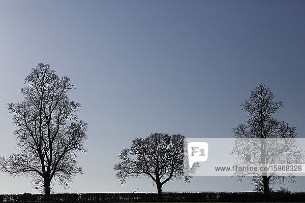 Silhouette von drei Bäumen mit unterschiedlichen Formen vor einem dunklen  klaren Winterhimmel.