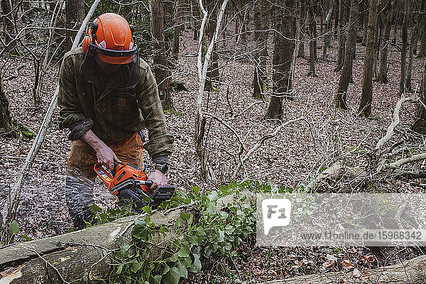 Man wearing safety gear using chainsaw to fell tree in a forest.
