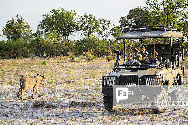 Ein Löwe in der Nähe eines Safari-Fahrzeuges mit Touristen im Busch.
