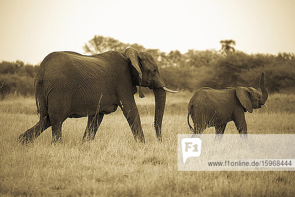Zwei Elefanten  ein erwachsener Elefant und ein Kalb laufen durch Grasland.