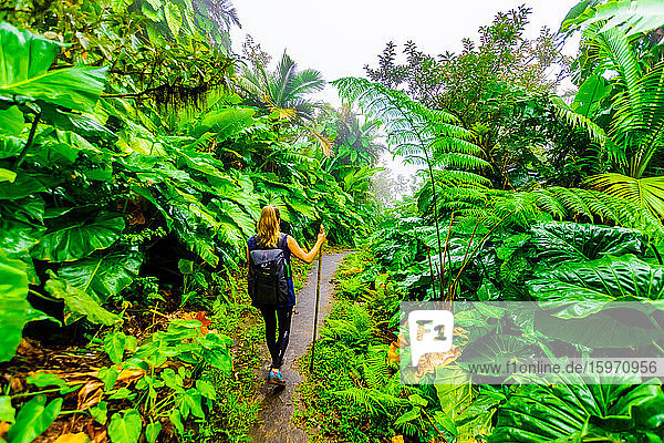 Frau wandert durch die riesigen Elefantenohrpflanzen  Saba-Insel  Niederländische Antillen  Westindische Inseln  Karibik  Mittelamerika
