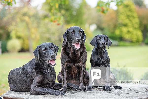 Drei Schwarze Labradore sitzen alle zusammen  Vereinigtes Königreich  Europa