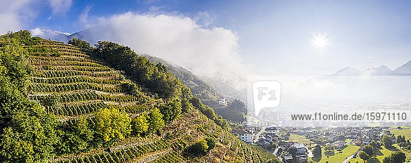 Panorama-Luftaufnahme von Weinbergen mit sonnenbeschienenem Dorf im Herbst  Berbenno  Veltlin  Lombardei  Italien  Europa