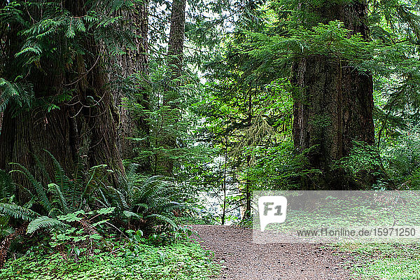 Waldweg  Olympia-Nationalpark  UNESCO-Weltkulturerbe  Bundesstaat Washington  Vereinigte Staaten von Amerika  Nordamerika