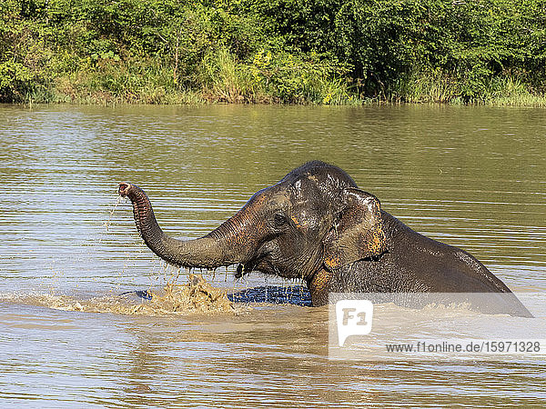 Ein erwachsener asiatischer Elefant (Elephas maximus)  der in einem Wasserloch badet  Udawalawe-Nationalpark  Sri Lanka  Asien