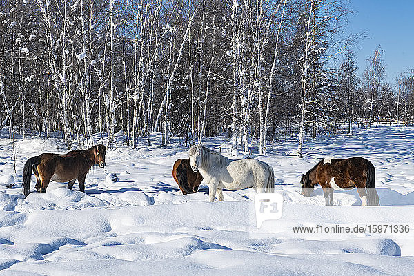 Jakutische Pferde  Lena-Säulen  UNESCO-Weltkulturerbe  Republik Sacha (Jakutien)  Russland  Eurasien