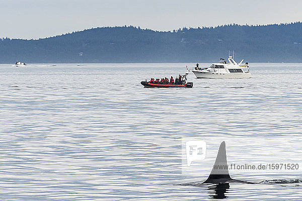 Killerwale (Orca) (Orcinus orca)  San-Juan-Inseln  Bundesstaat Washington  Vereinigte Staaten von Amerika  Nordamerika