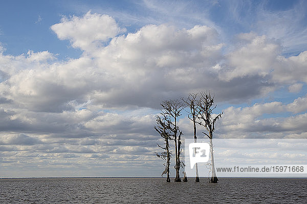 Swamp trees silhouetted against the blue sky near New Orleans  Louisiana  United States of America  North America