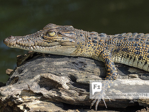 Ein junges Salzwasserkrokodil (Crocodylus porosus)  das sich am Nilwala-Fluss in der Sonne sonnt  Sri Lanka  Asien