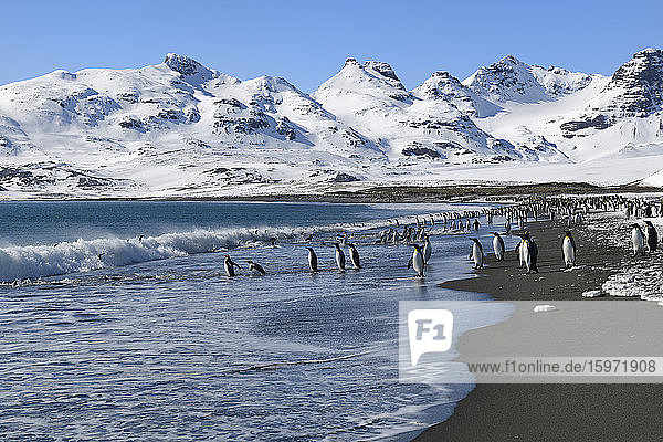 Königspinguine (Aptenodytes patagonicus) beim Ein- und Auslaufen aus dem Meer  Salisbury-Ebene  Südgeorgien  Antarktis  Polargebiete