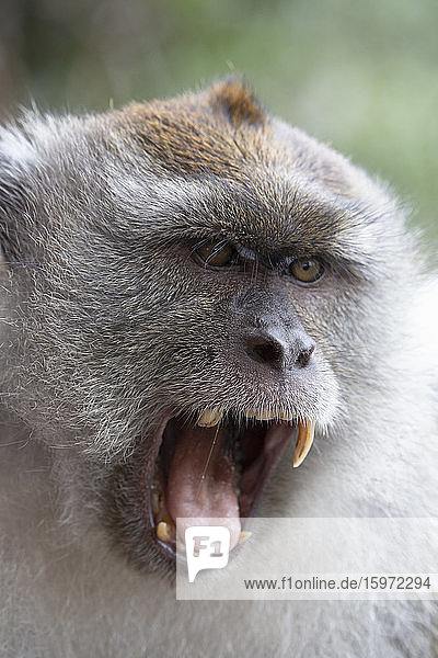 Nahaufnahme eines Makakenaffen im Regenwald in Langkawi  Malaysia  Südostasien  Asien