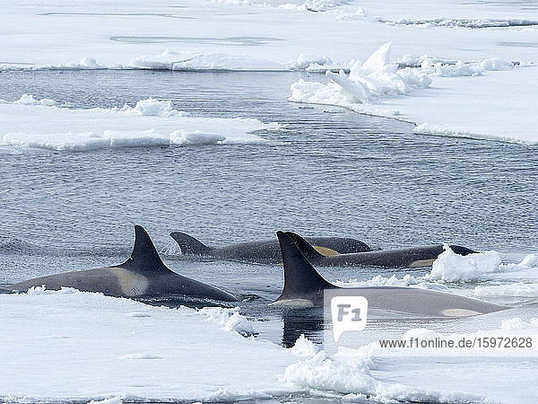 Killerwale vom Typ Big B (Orcinus orca) suchen im Weddellmeer  in der Antarktis und in den Polarregionen Eisschollen nach Stecknadeln ab