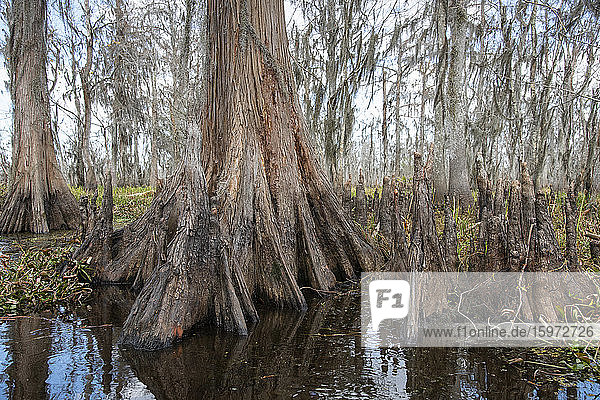 Basis eines Zypressenbaums im Mandschak-Sumpf bei New Orleans  Louisiana  Vereinigte Staaten von Amerika  Nordamerika
