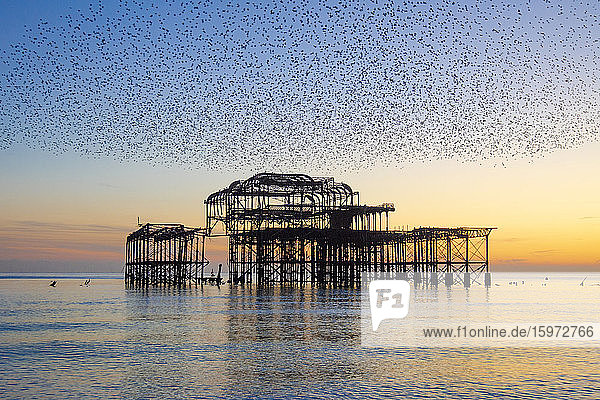 Sternengemurmel über dem West Pier bei Sonnenuntergang  Brighton  Sussex  England  Vereinigtes Königreich  Europa