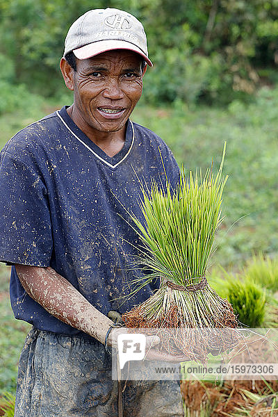 Farmer with rice seedlings in hands  Madagascar  Africa