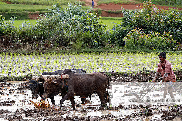 Farmer ploughing rice paddy field with traditional primitive wooden oxen-driven plough  Madagascar  Africa