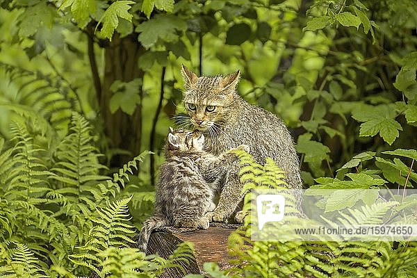 European wildcat (Felis silvestris silvestris)  kitten cuddling with his mother  captive  Switzerland  Europe