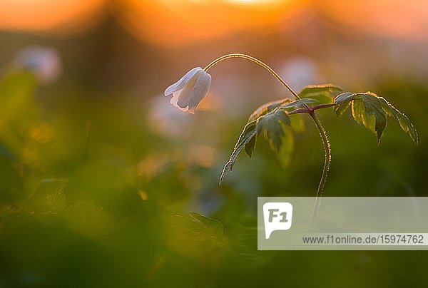 Buschwindröschen (Anemone-nemorosa) im Sonnenuntergang. Bayern Deutschland