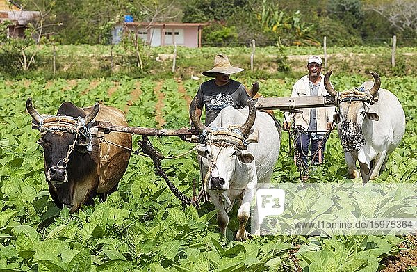 Common tobacco (Nicotiana tabacum)  traditional farming with oxen in a tobacco field  Pinar del Río province  Cuba  Central America