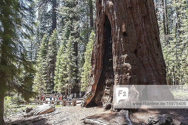Riesenmammutbum (Sequoiadendron giganteum) Besucher vor dem General Sherman Tree Sequoia-Nationalpark Kalifornien USA Nordamerika