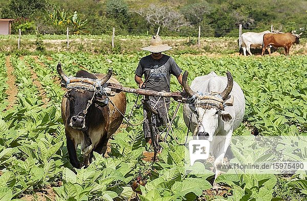 Common tobacco (Nicotiana tabacum)  traditional farming with oxen in a tobacco field  Pinar del Río province  Cuba  Central America