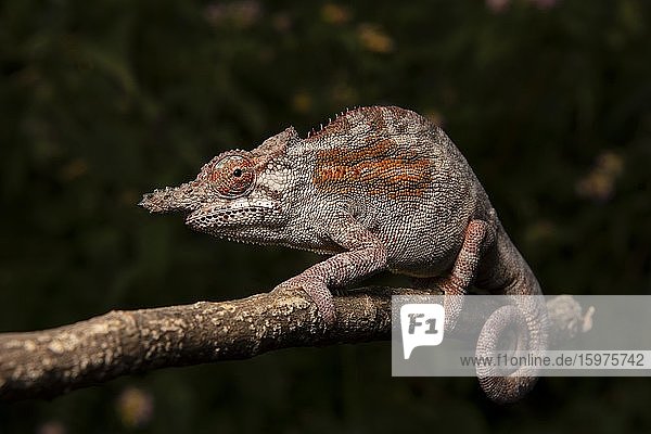 Chamäleon (Furcifer minor) Männchen Ambositra Madagaskar Afrika