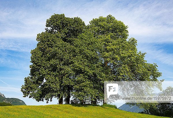 Linde  Sommerlinde (Tilia platyphyllos)  Baumgruppe am Sterzens Abendsitz  Naturdenkmal  Bad Ischl  Salzkammergut  Oberösterreich  Österreich  Europa