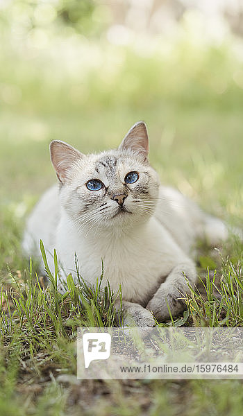 Spanien  Porträt einer weißen Katze  die im Gras liegt