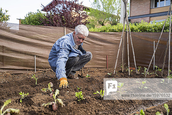 Älterer Mann beim Pflanzen im Obstgarten in voller Länge