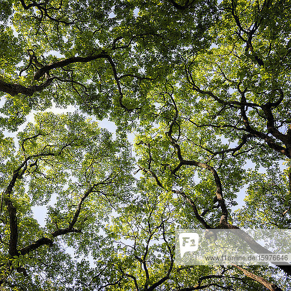 Green forest canopy