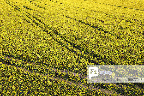 Germany  Brandenburg  Drone view of vast oilseed rape field