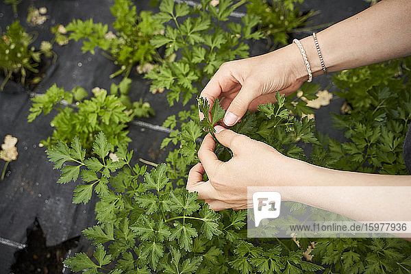 Girl picking herbs in a green house  close up of hands