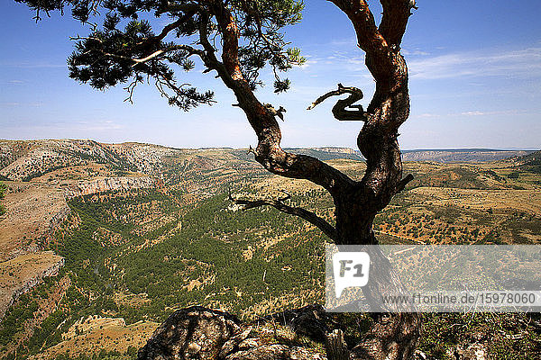 Spain  Province of Guadalajara  Tree growing on mountaintop in Alto Tajo Nature Reserve
