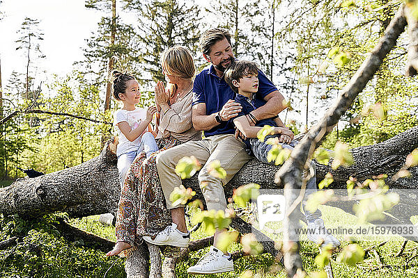 Familie sitzt auf umgestürztem Baum im Wald