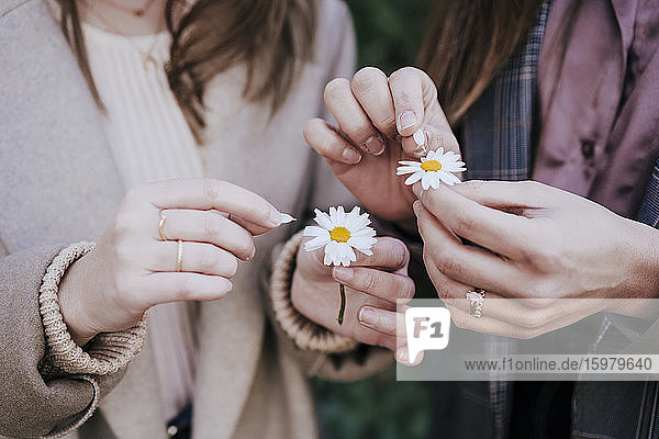 Frauenhände zupfen Blütenblätter  Nahaufnahme