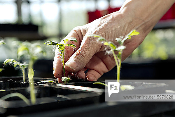 Close-up of female farmer touching plant at greenhouse
